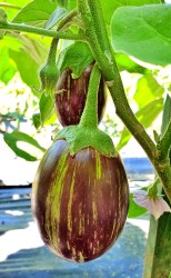 eggplant udmalbet2